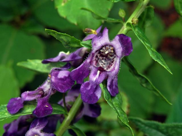 Angelonia angustifolia Benth.