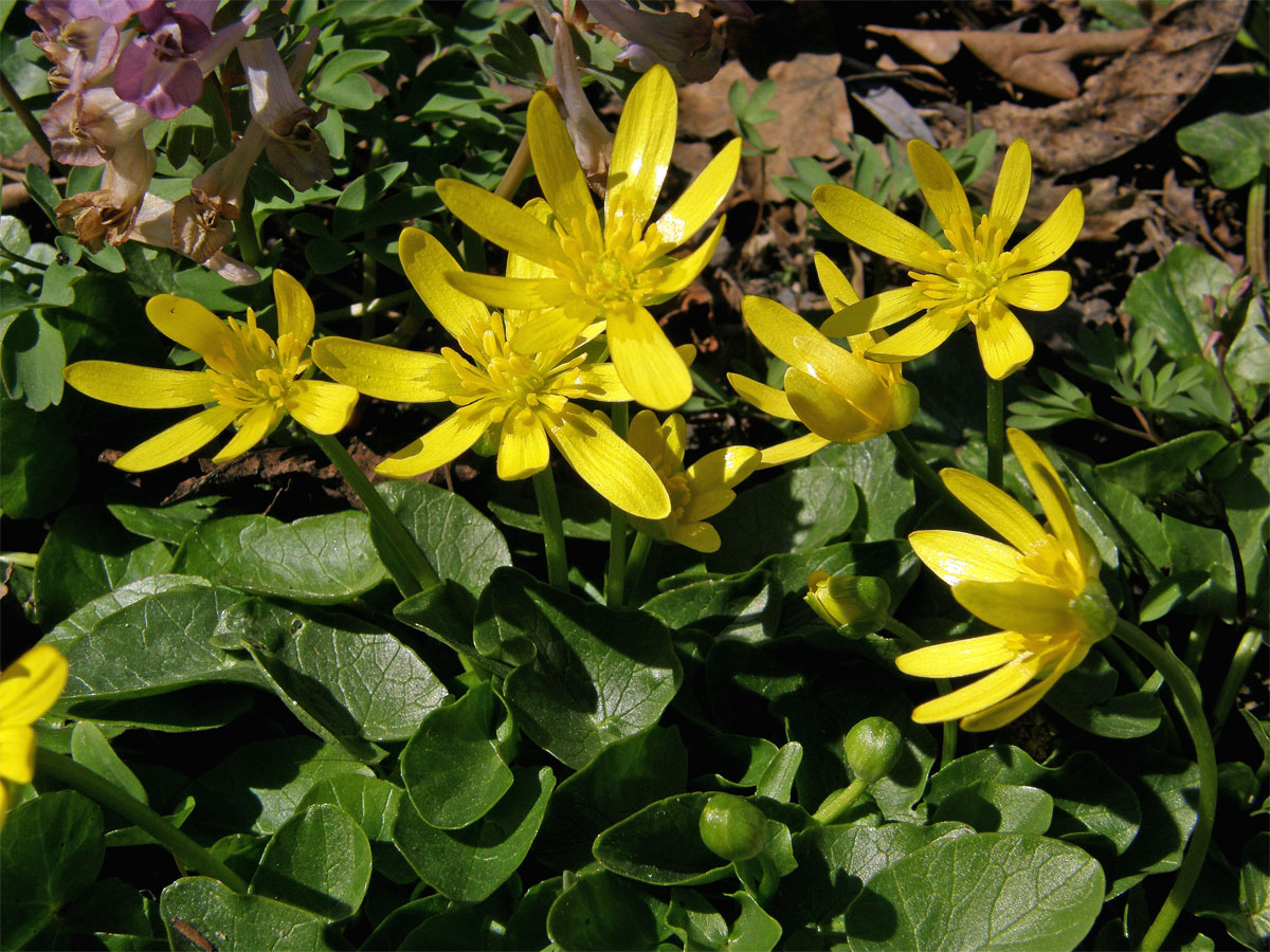 Orsej blatoucholistý (Ficaria calthifolia Rchb.)