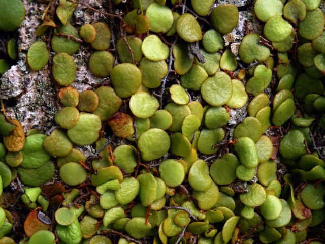 Pyrrosia piloselloides (L.) M. G. Price