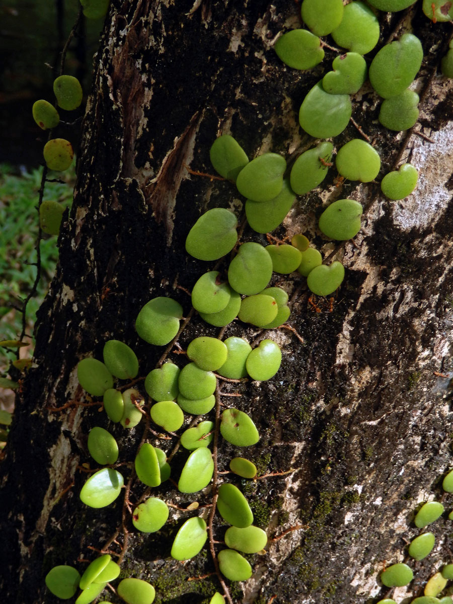 Pyrrosia piloselloides (L.) M. G. Price