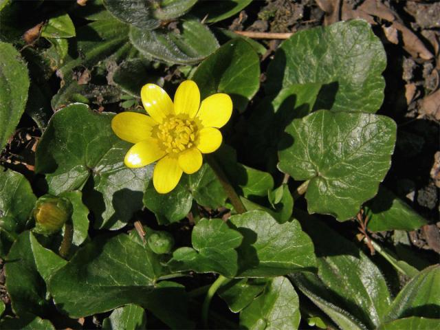 Orsej blatoucholistý (Ficaria calthifolia Rchb.)