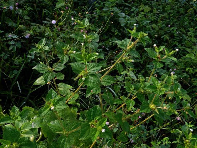 Croton hirtus L´Hér.