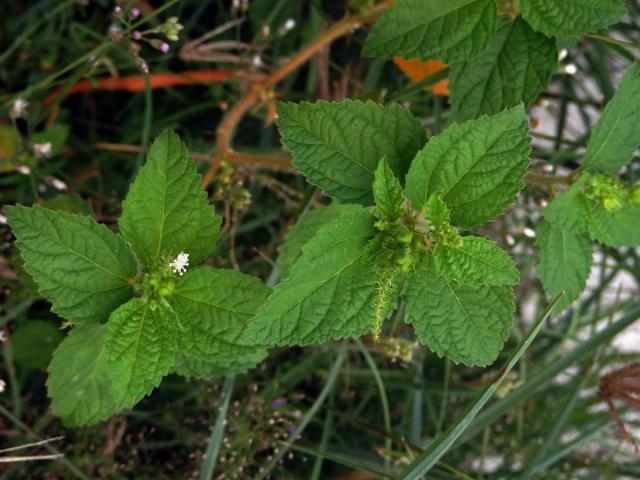 Croton hirtus L´Hér.