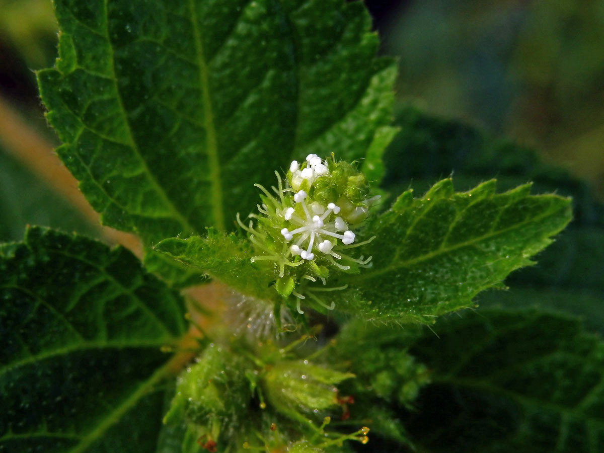 Croton hirtus L´Hér.