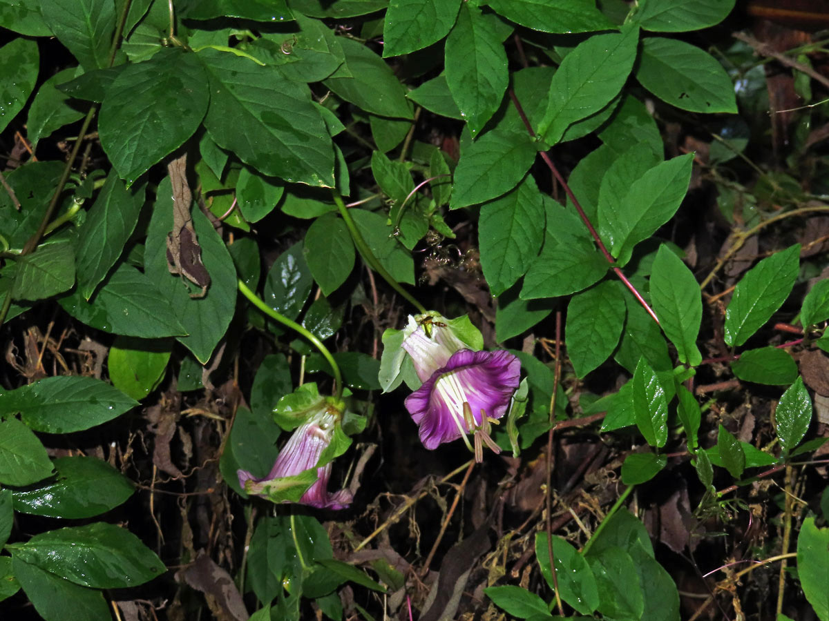 Vilec šplhavý (Cobaea scandens Cav.)