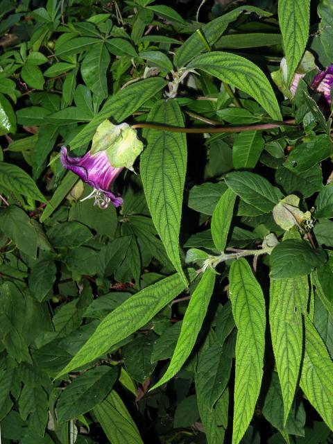 Vilec šplhavý (Cobaea scandens Cav.)