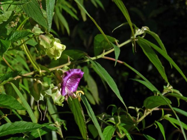 Vilec šplhavý (Cobaea scandens Cav.)