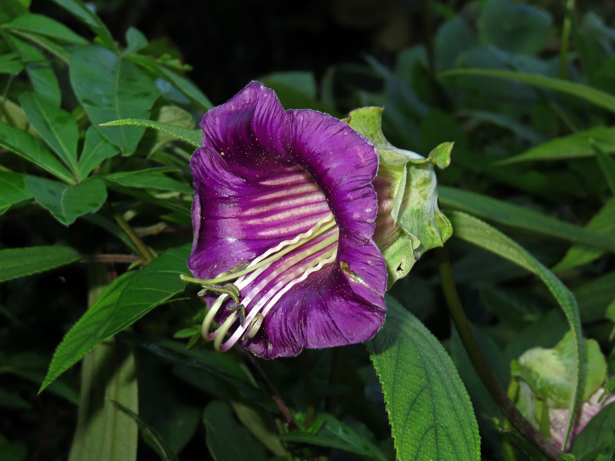 Vilec šplhavý (Cobaea scandens Cav.)