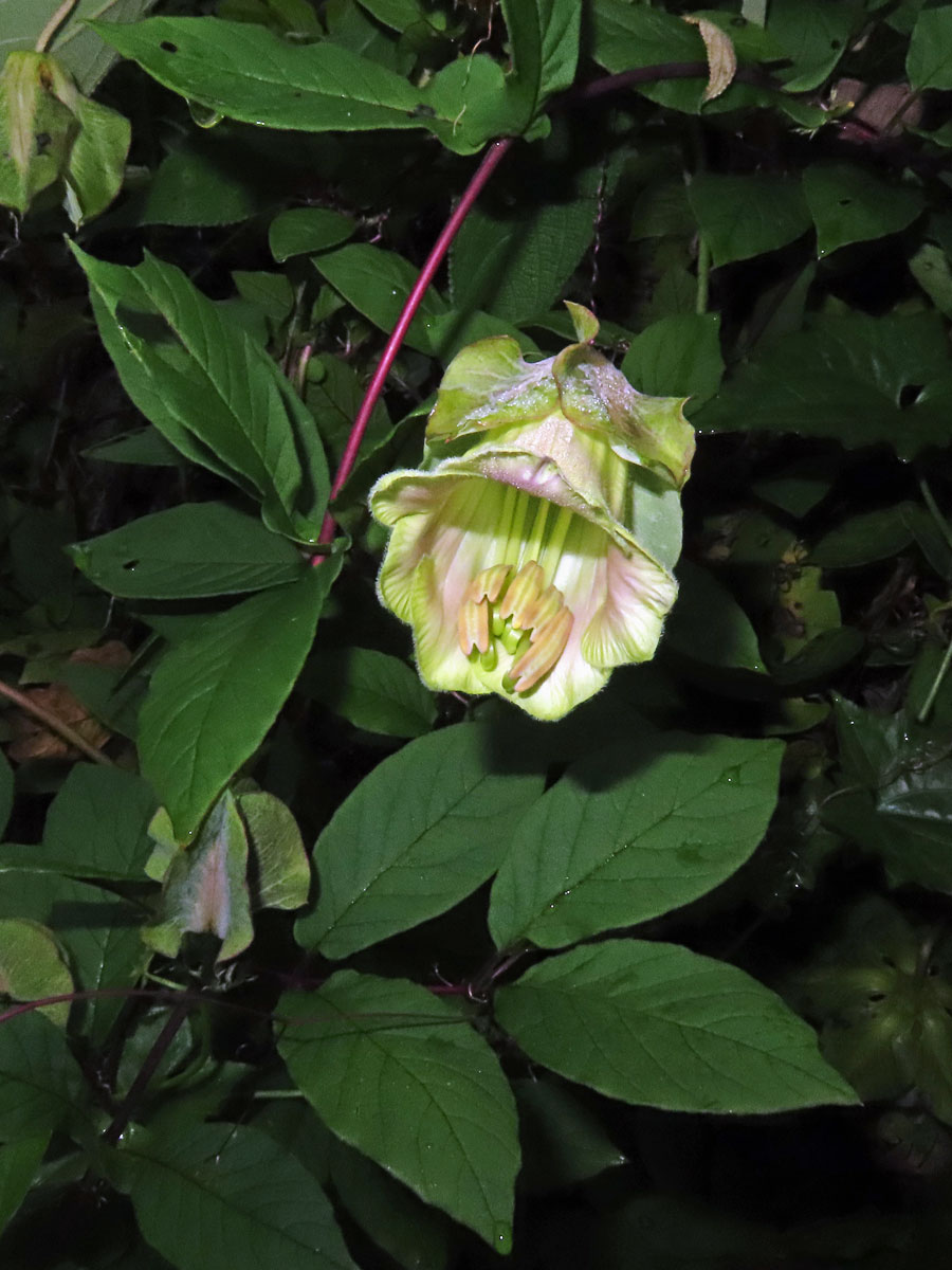 Vilec šplhavý (Cobaea scandens Cav.)