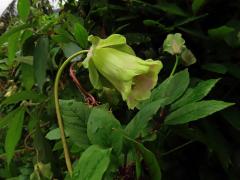 Vilec šplhavý (Cobaea scandens Cav.)