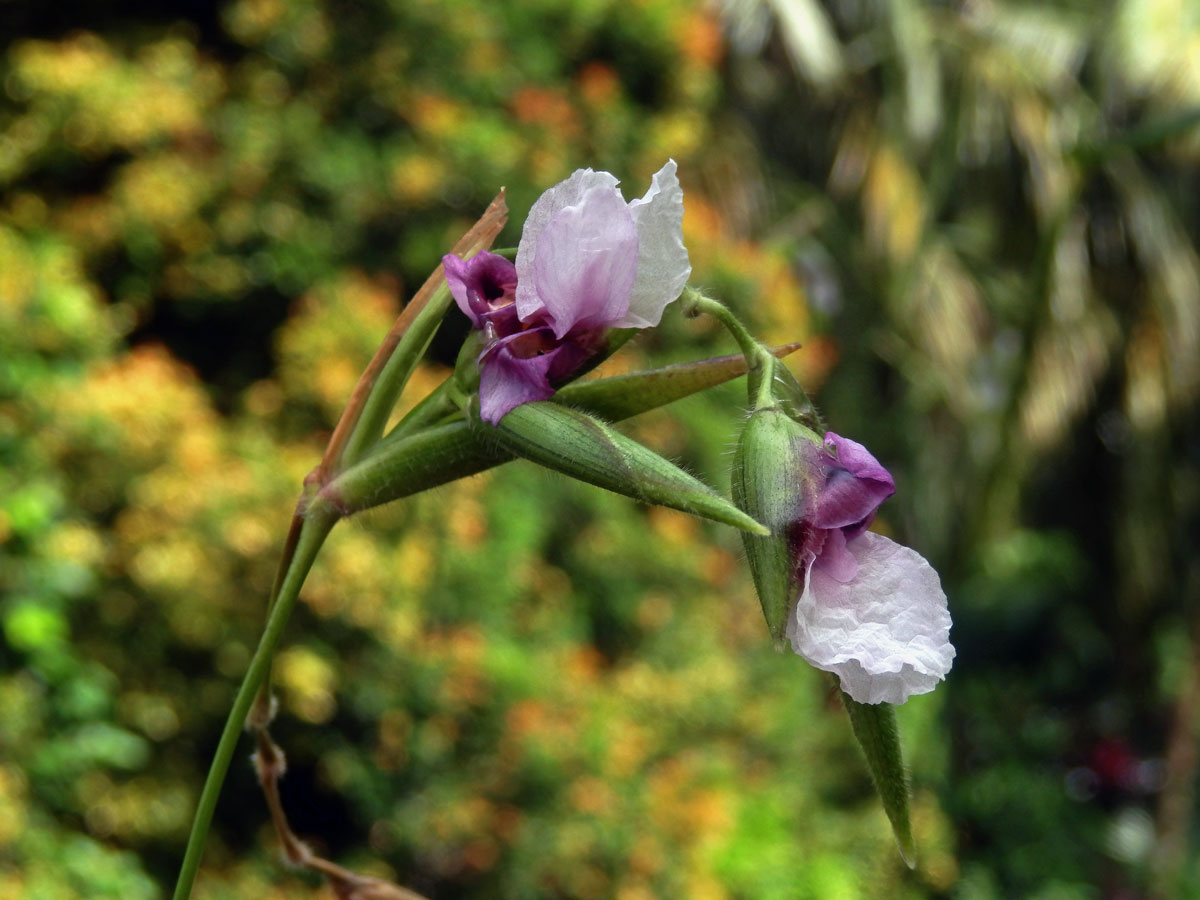 Thalia geniculata L.