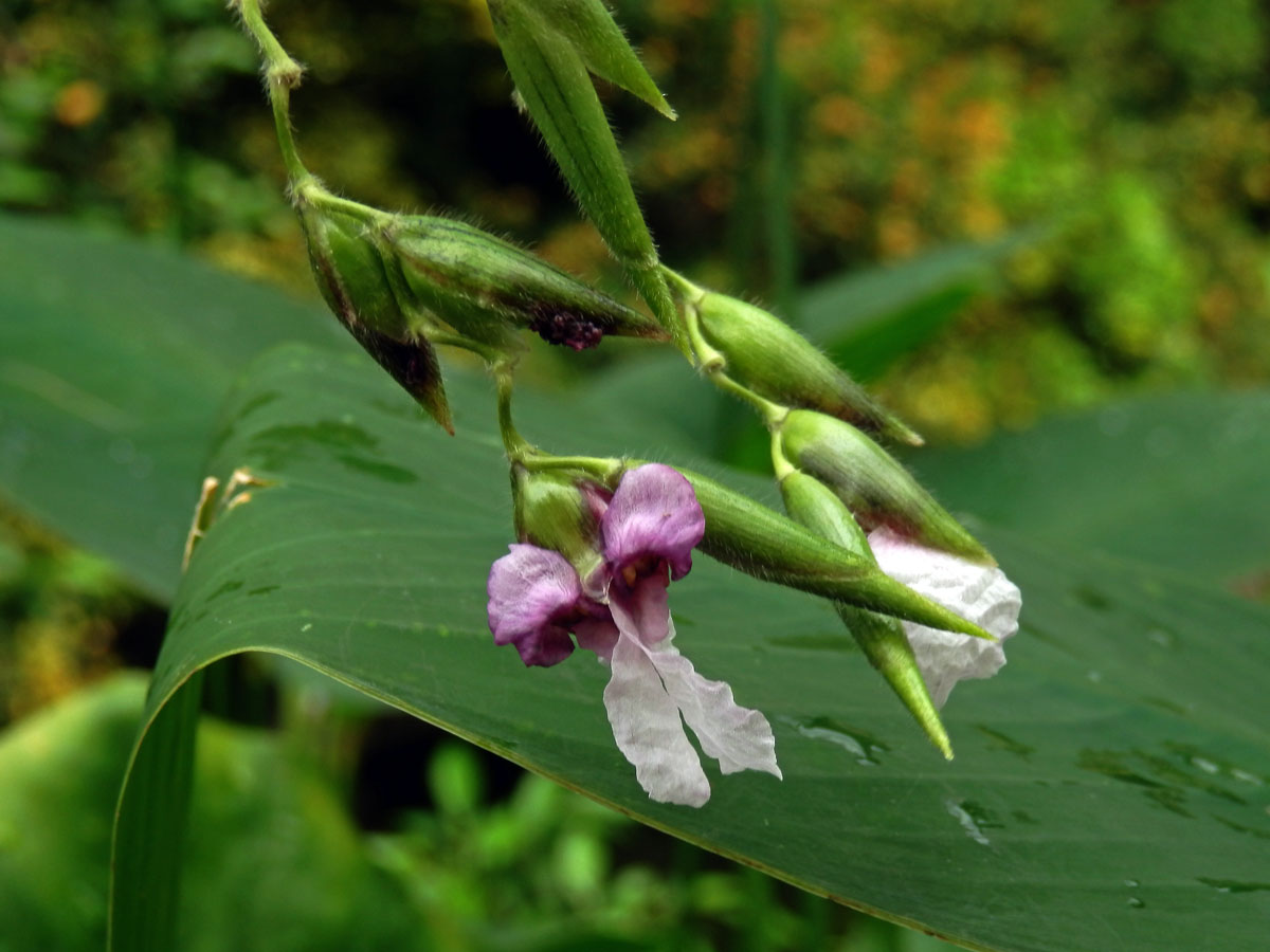 Thalia geniculata L.