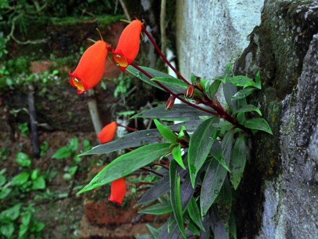 Seemannia sylvatica (Kunth) Hanst.