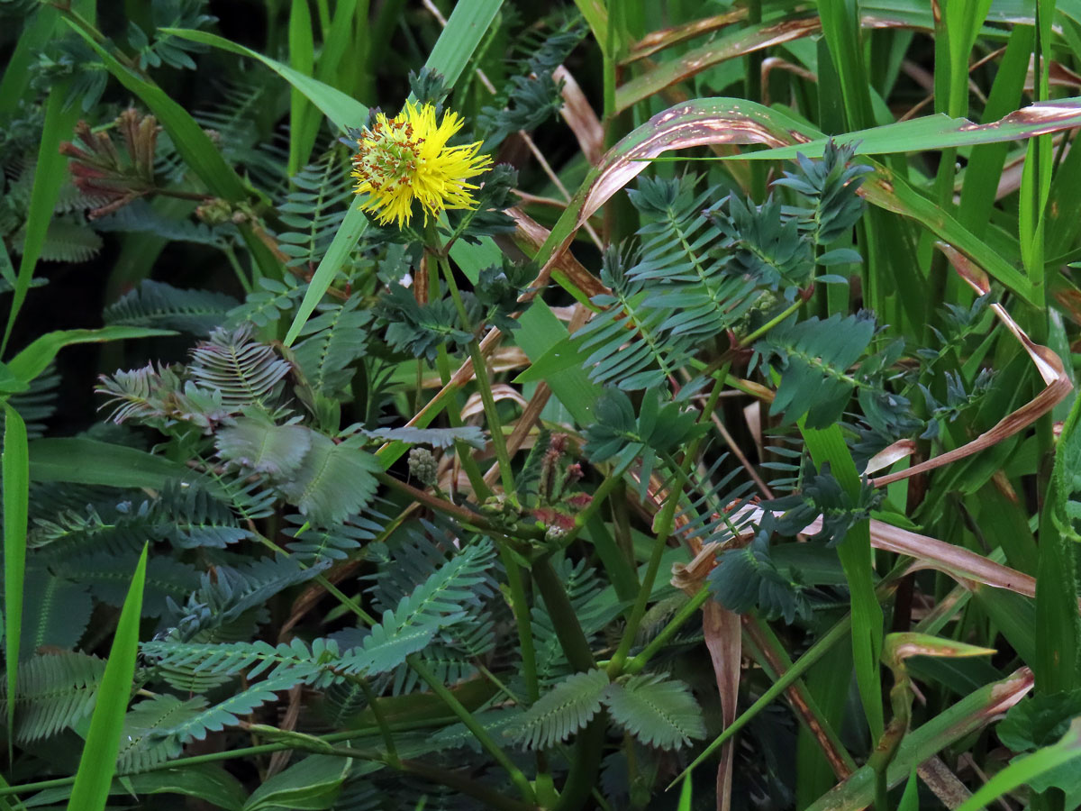 Neptunia plena (L.) Benth.