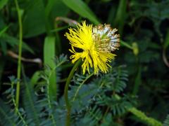 Neptunia plena (L.) Benth.