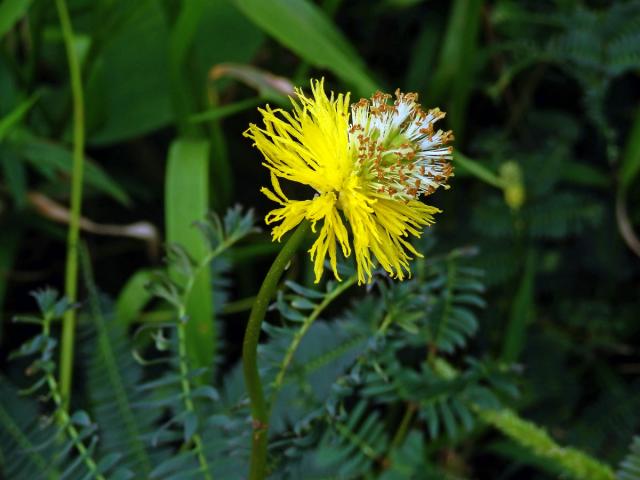 Neptunia plena (L.) Benth.