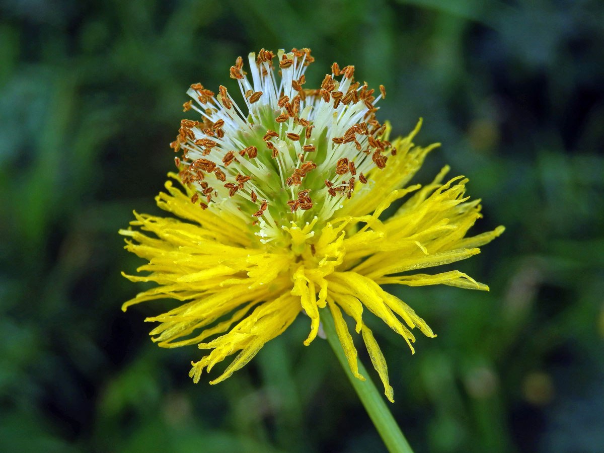 Neptunia plena (L.) Benth.