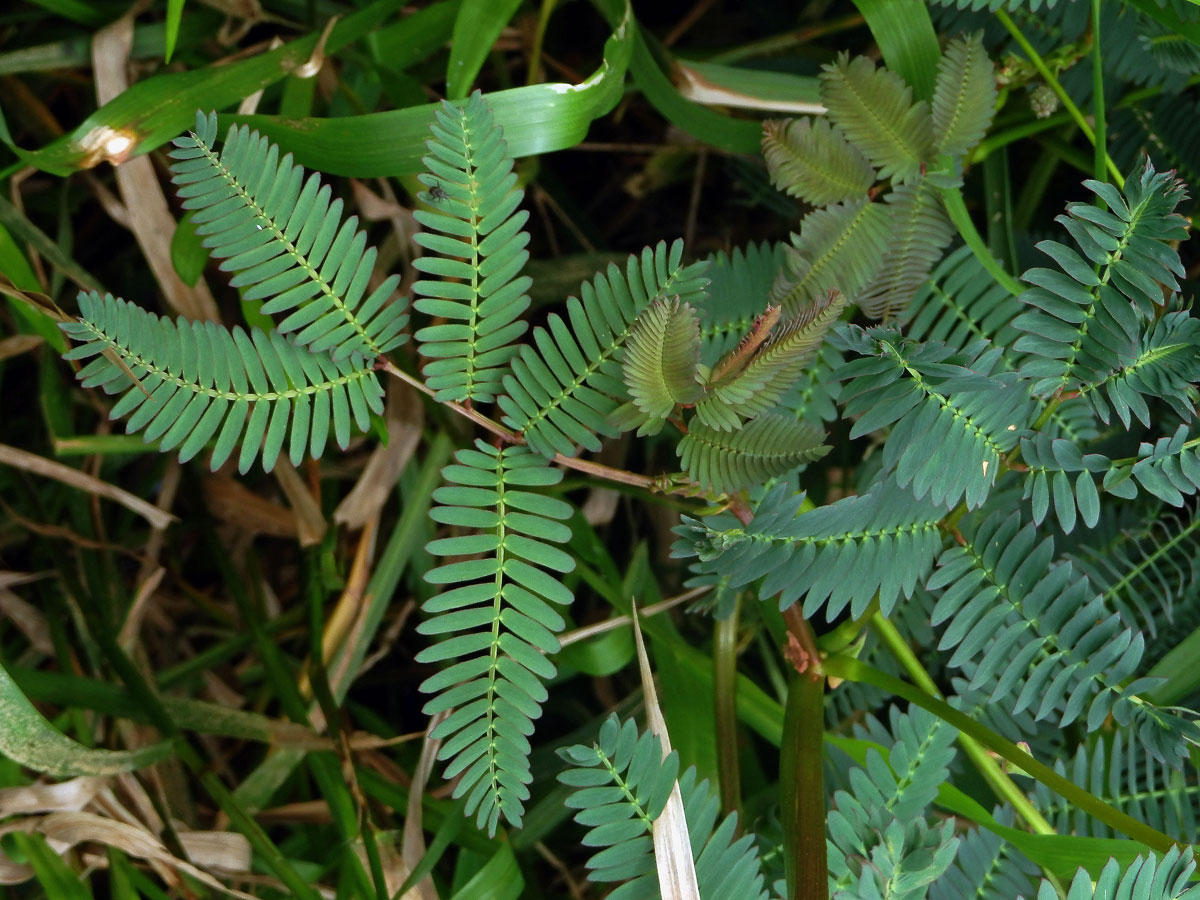 Neptunia plena (L.) Benth.