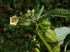 Mochyně drobnoplodá (Physalis angulata L.)