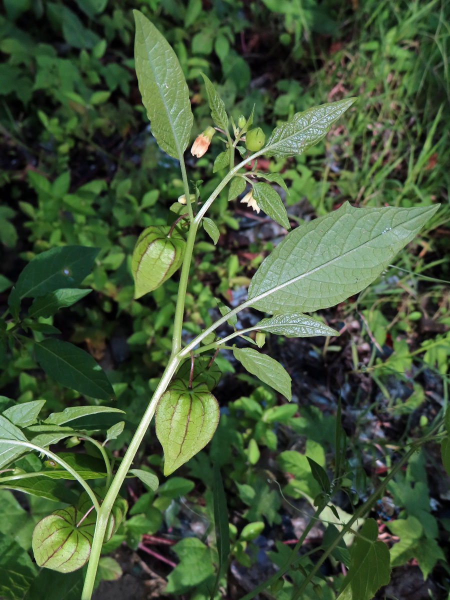 Mochyně drobnoplodá (Physalis angulata L.)