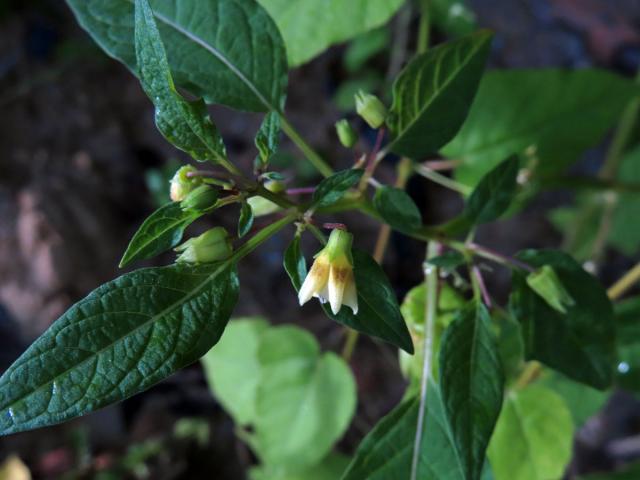 Mochyně drobnoplodá (Physalis angulata L.)