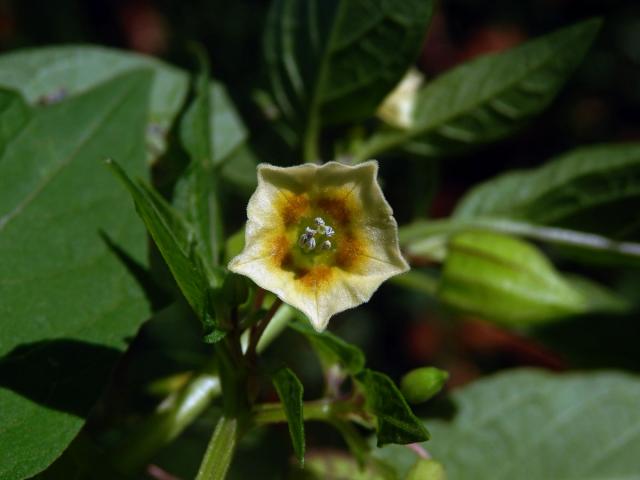 Mochyně drobnoplodá (Physalis angulata L.)