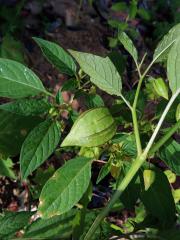 Mochyně drobnoplodá (Physalis angulata L.)