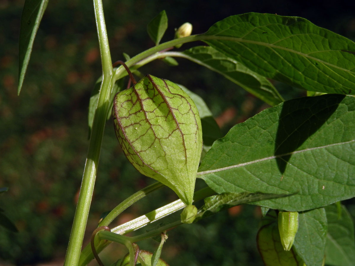 Mochyně drobnoplodá (Physalis angulata L.)