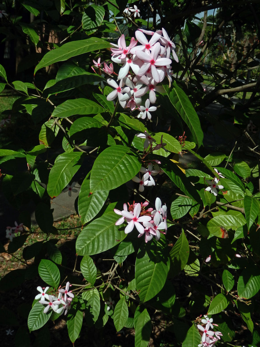 Kopsia fruticosa (Ker Gawl.) A. DC.