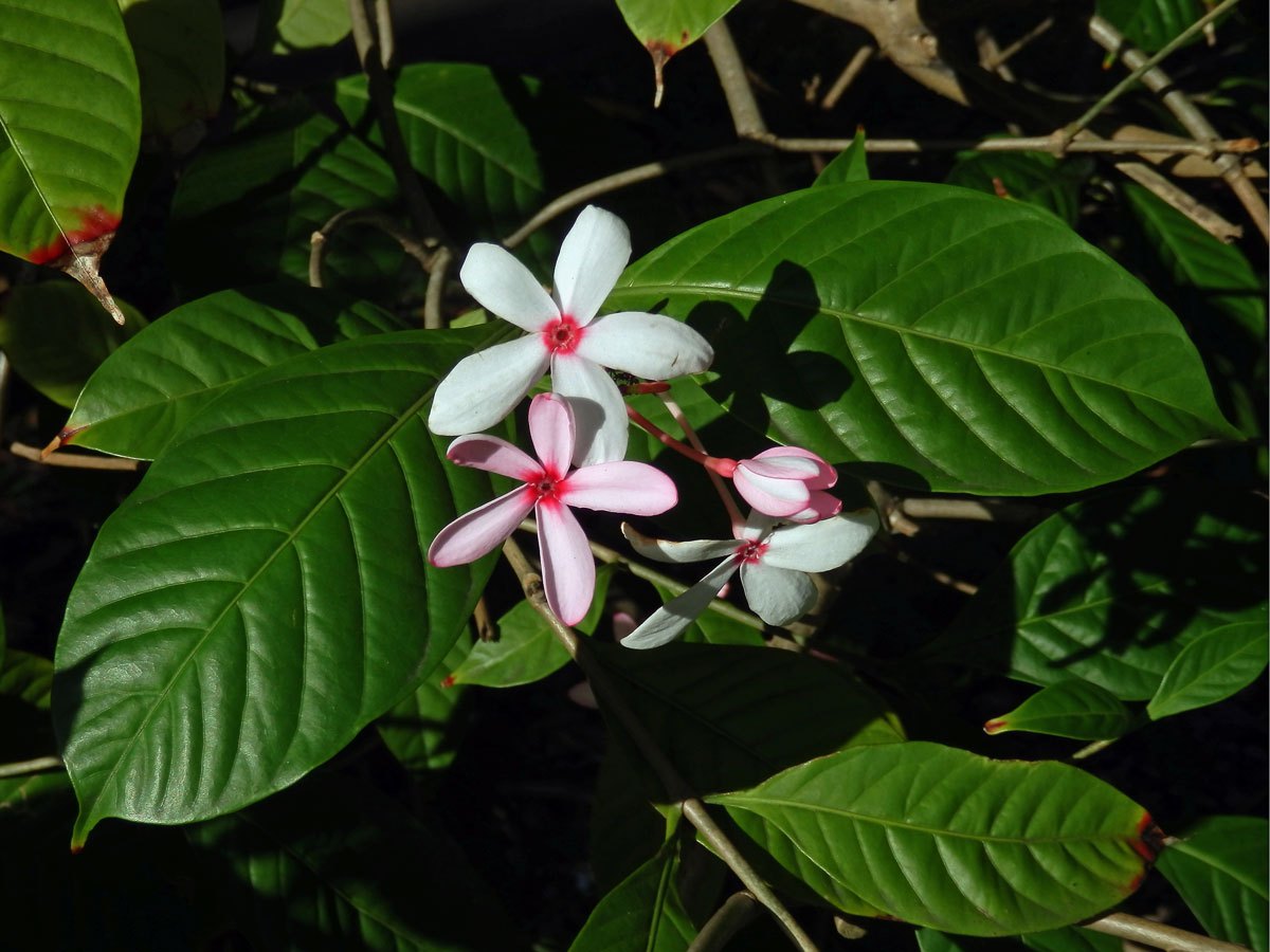 Kopsia fruticosa (Ker Gawl.) A. DC.