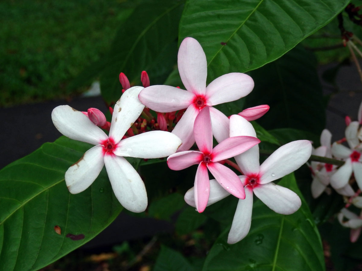 Kopsia fruticosa (Ker Gawl.) A. DC.