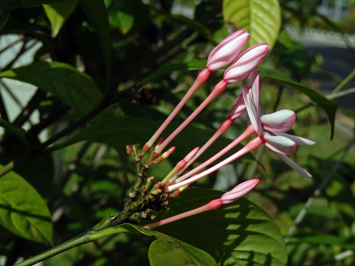 Kopsia fruticosa (Ker Gawl.) A. DC.