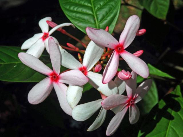 Kopsia fruticosa (Ker Gawl.) A. DC., čtyřčetný květ (2b)