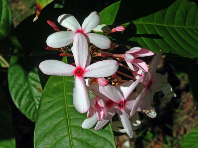 Kopsia fruticosa (Ker Gawl.) A. DC., čtyřčetný květ (3)