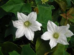 Coccinia grandis (L.) Voigt, šestičetný květ (3a)