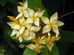 Ixora javanica (Blume) DC., pětičetný květ (12)