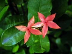 Ixora javanica (Blume) DC., pětičetný květ (13)