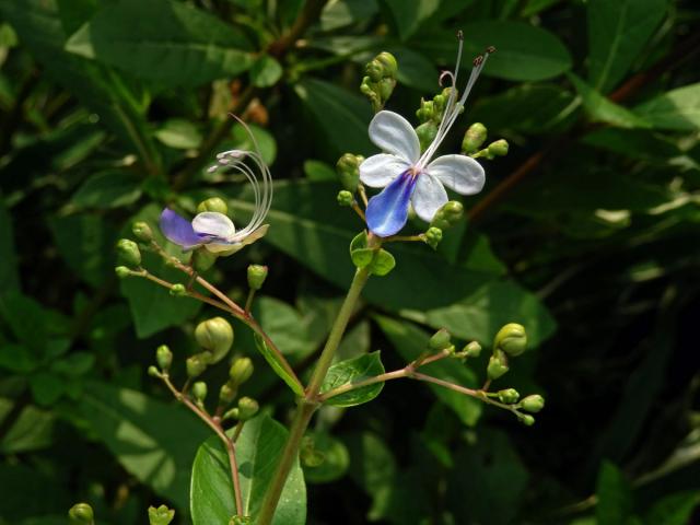 Rotheca myricoides (Hochst.) Steane & Mabb.