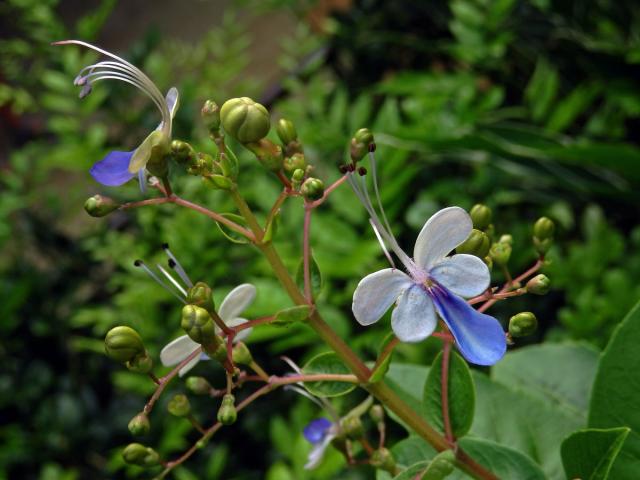 Rotheca myricoides (Hochst.) Steane & Mabb.