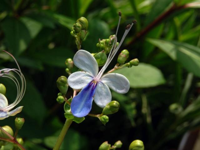 Rotheca myricoides (Hochst.) Steane & Mabb.