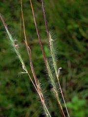 Heteropogon contortus (L.) Beauv. ex Roemer & J. A. Schultes