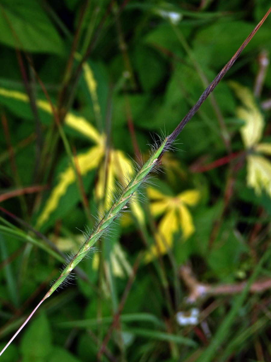 Heteropogon contortus (L.) Beauv. ex Roemer & J. A. Schultes