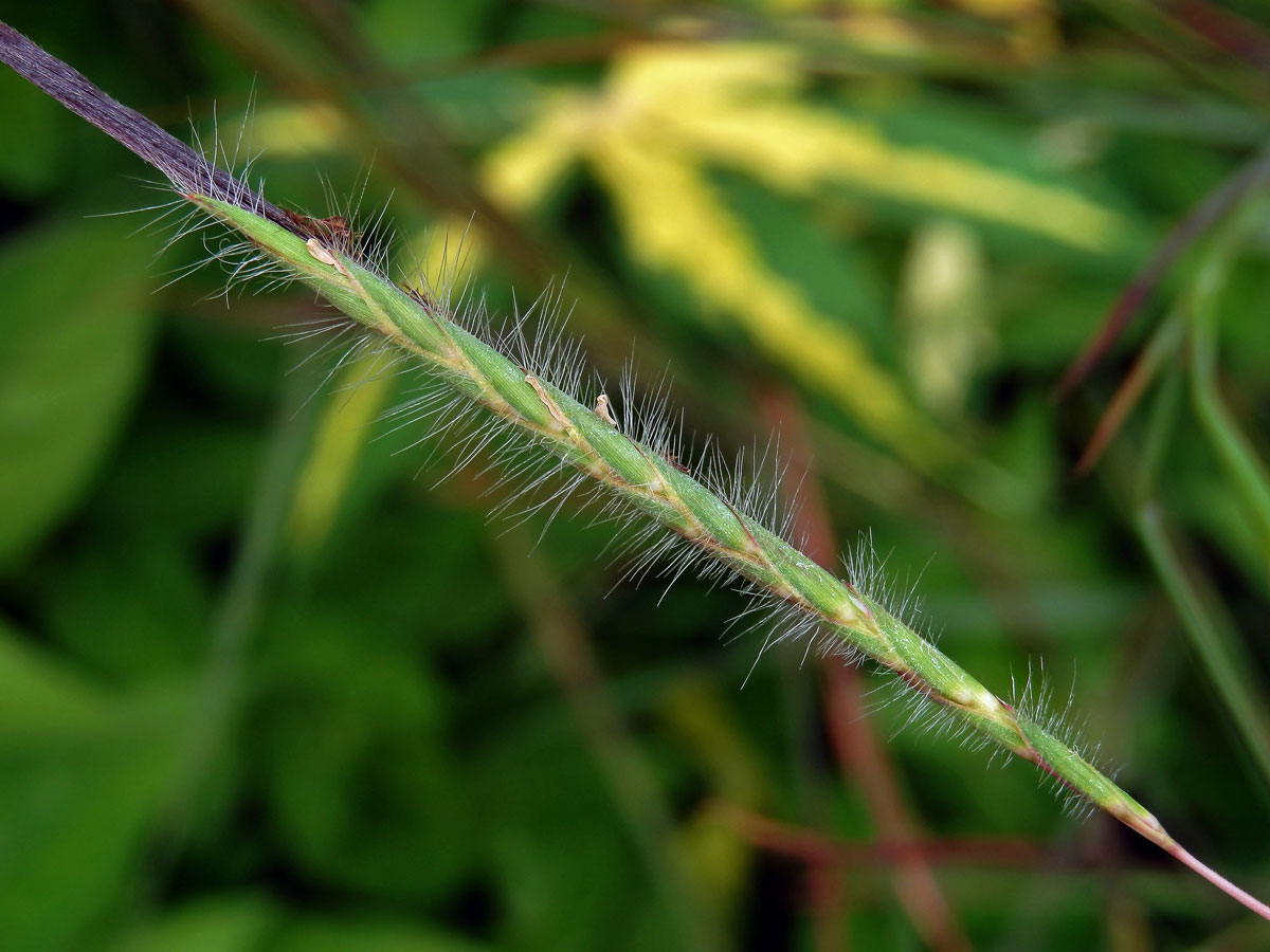 Heteropogon contortus (L.) Beauv. ex Roemer & J. A. Schultes