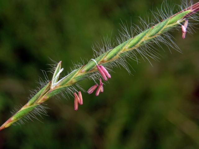 Heteropogon contortus (L.) Beauv. ex Roemer & J. A. Schultes