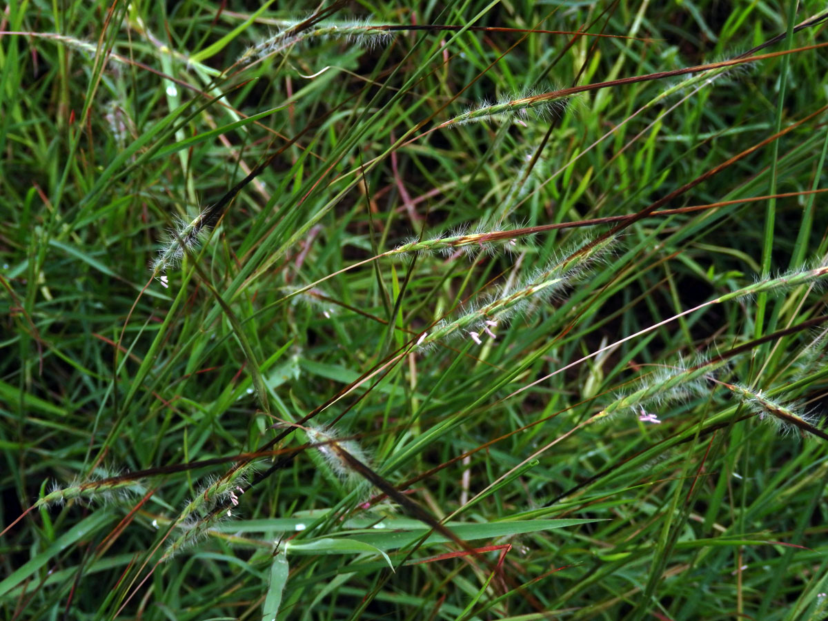 Heteropogon contortus (L.) Beauv. ex Roemer & J. A. Schultes