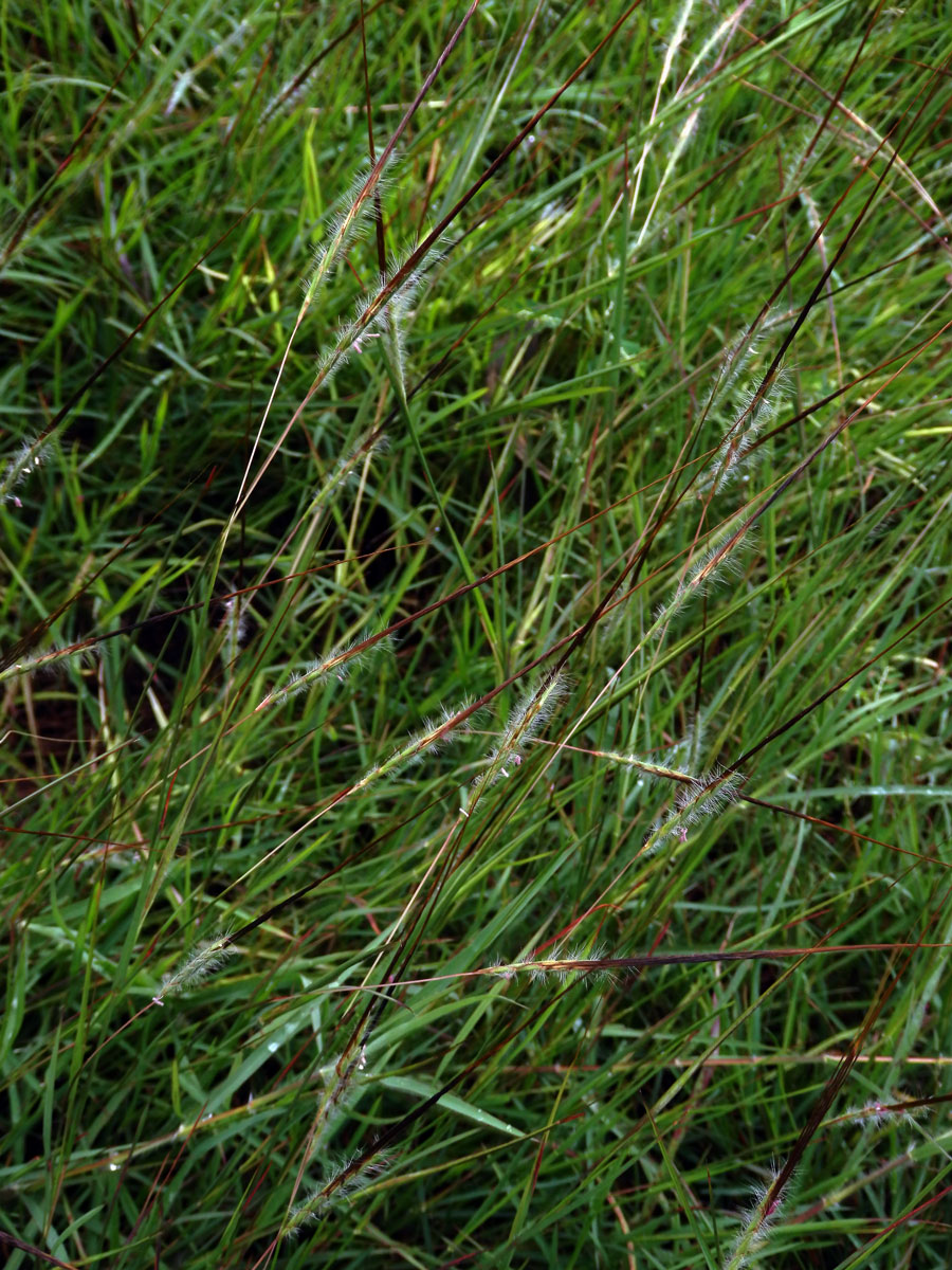 Heteropogon contortus (L.) Beauv. ex Roemer & J. A. Schultes