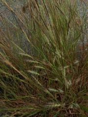 Heteropogon contortus (L.) Beauv. ex Roemer & J. A. Schultes