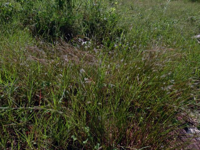 Heteropogon contortus (L.) Beauv. ex Roemer & J. A. Schultes