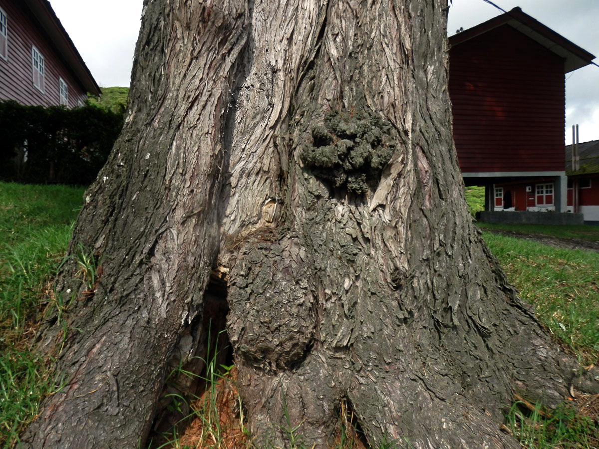 Nádor na Cupressus torulosa D. Don (5a)