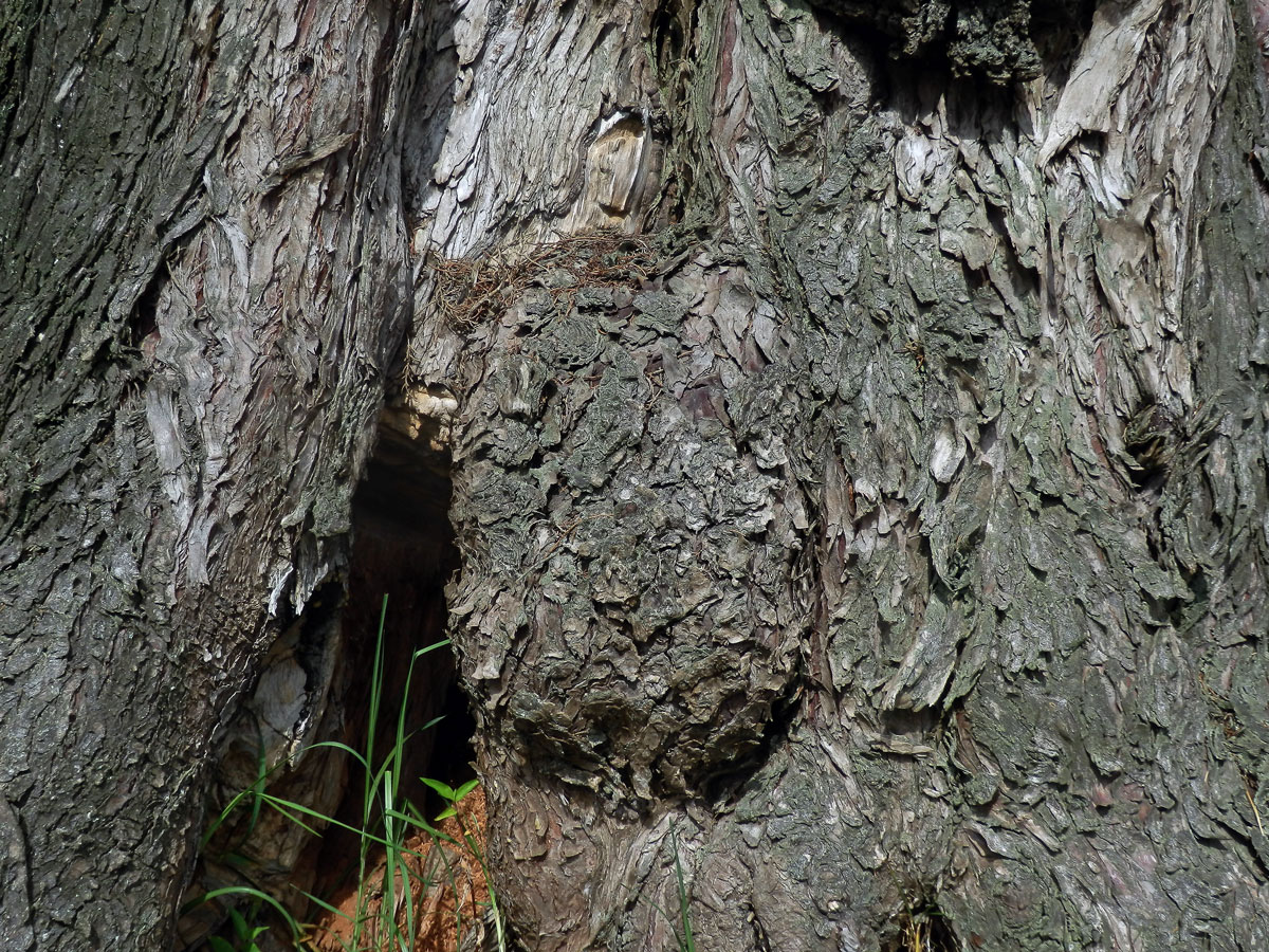 Nádor na Cupressus torulosa D. Don (5b)